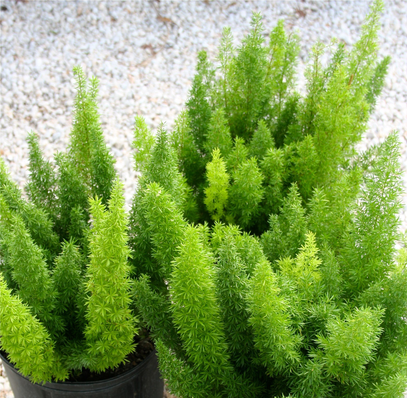 Carranza lawn service